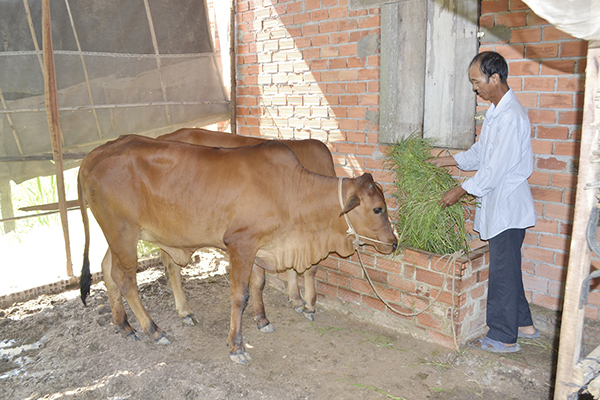 Chăn nuôi bò giúp nhiều gia đình tại vùng biên tỉnh Tây Ninh thoát nghèo