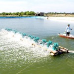 Vốn vay ưu đãi đã giúp Hợp tác xã nuôi thủy sản số 2 Xuân Thành đầu tư thành công mô hình nuôi tôm trên cát, thu nhập trên 800 triệu đồng/năm