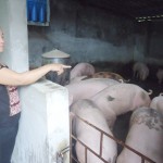 Chăn nuôi lợn, mô hình giúp nhiều nông dân thoát nghèo