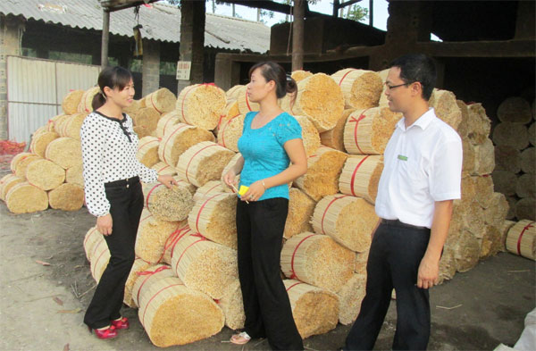 Chị Nguyễn Thị Giang (ngoài cùng bên trái) trực tiếp kiểm tra hộ dân sử dụng vốn vay