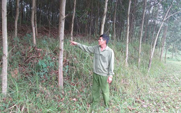 Được vay vốn, ông Đồng đã mua đươc 4 vạn cây giống keo về trồng. Đến nay rừng keo của gia đình ông đã được 3 năm tuổi