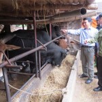 Mô hình chăn nuôi bò thoát nghèo bền vững từ nguồn vốn vay ưu đãi của gia đình ông Phan Quang Hồng ở khu 5, xã Hồng Đà, huyện Tam Nông được bà con trong vùng đến học tập