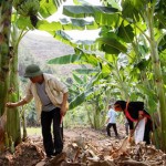 Nhiều mô hình trồng cây ăn quả được đầu tư đúng hướng từ đồng vốn chính sách đã mang lại thu nhập cao cho đồng bào dân tộc tỉnh Lai Châu