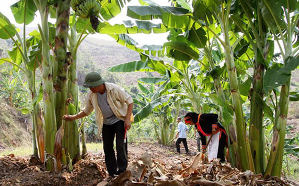 Nhiều mô hình trồng cây ăn quả được đầu tư đúng hướng từ đồng vốn chính sách đã mang lại thu nhập cao cho đồng bào dân tộc tỉnh Lai Châu