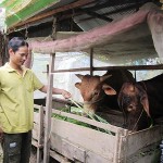 Anh Trần Thanh Cao chăm sóc 2 con bò được đầu tư từ vốn vay ưu đãi