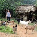 Từ 38 triệu đồng vay, gia đình bà Nguyễn Thị In ở xóm Búc 2, xã Đồng Thịnh đã đầu tư vào trồng rừng, nuôi trâu và dê sinh sản