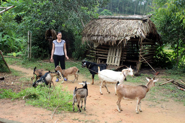 Từ 38 triệu đồng vay, gia đình bà Nguyễn Thị In ở xóm Búc 2, xã Đồng Thịnh đã đầu tư vào trồng rừng, nuôi trâu và dê sinh sản