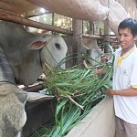 Anh Phạm Văn Mát sử dụng vốn hộ cận nghèo đầu tư nuôi bò vỗ béo có hiệu quả