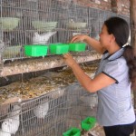 Mô hình nuôi chim bồ câu Pháp của chị Lê Thị Liên ở xã Võng Xuyên, huyện Phúc Thọ Đem lại hiệu quả kinh tế cao