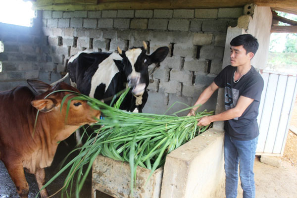 Gia đình anh Đinh Văn Trường ở thôn 8, xã Ba Trại bên 2 con bò mua được từ nguồn vốn vay của NHCSXH huyện Ba Vì
