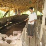 Anh Phan Xuân Miên đang chăm sóc đàn lợn trong trang trại chăn nuôi của mình