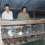 Chủ tịch Đặng Hoàng Lâm (phải) thăm hội viên CCB vay vốn ưu đãi nuôi chim bồ câu