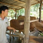 Anh Nguyễn Văn Quang đang chăm sóc đàn bò của gia đình