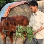 Từ nguồn vốn ưu đãi, nhiều hộ nghèo ở Ninh Bình có điều kiện phát triển chăn nuôi sản xuất, ổn định kinh tế gia đình