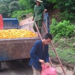 Từ đồng vốn vay của NHCSXH, nông dân vùng cao huyện Vân Hồ đã chủ động đầu tư giống, vốn để có những mùa màng bội thu