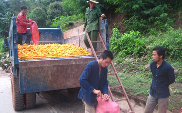 Từ đồng vốn vay của NHCSXH, nông dân vùng cao huyện Vân Hồ đã chủ động đầu tư giống, vốn để có những mùa màng bội thu