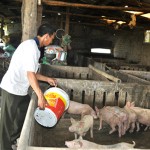 Mô hình chăn nuôi của ông Nguyễn Trung Sơn ở xóm Tràng Thân, xã Diễn Phúc, huyện Diễn Châu