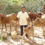 Nguồn vốn ưu đãi giúp nhiều hộ gia đình nghèo tại tỉnh Bà Rịa - Vũng Tàu phát triển chăn nuôi bò