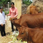 Chị Vũ Thị Thu (phải) thăm hỏi hộ nghèo vay vốn ưu đãi nuôi bò sinh sản