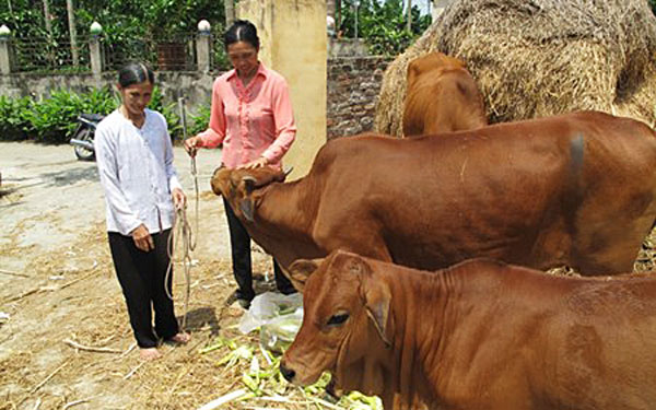 Chị Vũ Thị Thu (phải) thăm hỏi hộ nghèo vay vốn ưu đãi nuôi bò sinh sản