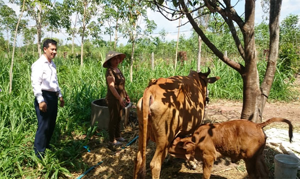 Mô hình cho vay nuôi bò sinh sản tự chọn do Lê Văn Nhị đề xuất đang phát huy hiệu quả trên địa bàn huyện Đức Linh
