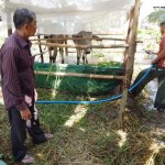 Ông Trương Văn Lanh (người đứng bên trái) đang kiểm tra việc sử dụng vốn vay đầu tư chăn nuôi bò của hộ gia đình anh Huỳnh Văn Tý