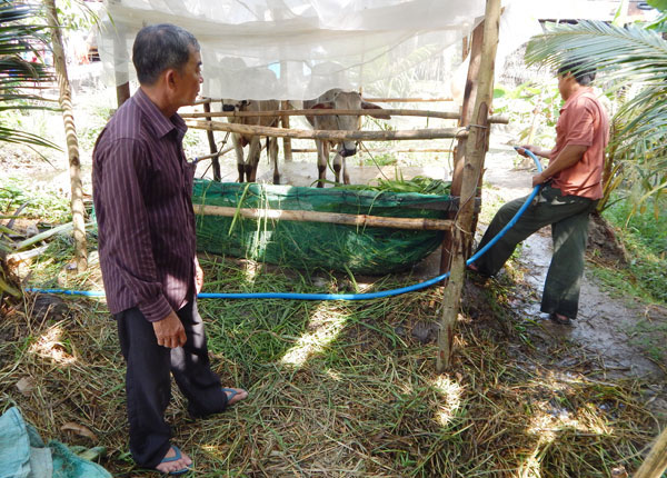 Ông Trương Văn Lanh (người đứng bên trái) đang kiểm tra việc sử dụng vốn vay đầu tư chăn nuôi bò của hộ gia đình anh Huỳnh Văn Tý