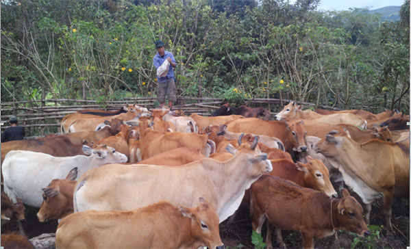 Trang trại chăn nuôi bò của gia đình anh Lò Văn Một
