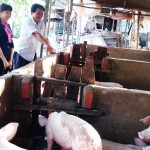 Chị Võ Thị Cẩm Tú (bên trái) kiểm tra một hộ gia đình vay vốn ưu đãi đầu tư chăn nuôi lợn