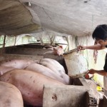 Anh Nguyễn Thanh Hiếu chăm sóc đàn lợn