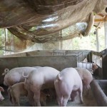 Chị Nguyễn Hồng Diệu đang chăm sóc đàn lợn của gia đình