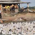 Từ nguồn vốn vay, gia đình anh Hoàng Văn Hoạt ở xã Phú Thành đầu tư phát triển chăn nuôi vịt hiệu quả