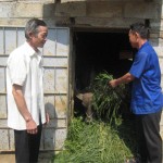 Tổ trưởng Hoàng Văn Hợp (trái) đến thăm hội viên nông dân Hoàng Văn Phán vay vốn phát triển chăn nuôi gia súc