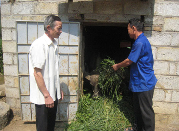 Tổ trưởng Hoàng Văn Hợp (trái) đến thăm hội viên nông dân Hoàng Văn Phán vay vốn phát triển chăn nuôi gia súc