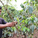 Anh Kơ Sã K’Viên đang chăm sóc vườn cà phê nhờ vốn vay ưu đãi