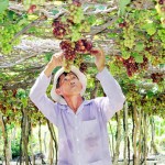 Nho là cây đặc sản giúp người dân Ninh Thuận thoát nghèo