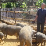 Mô hình chăn nuôi lợn của ông Giàng A Măng ở bản Ha Chá