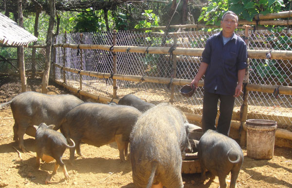 Mô hình chăn nuôi lợn của ông Giàng A Măng ở bản Ha Chá
