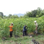 Nông dân Bác Ái chăm sóc vườn cây cao su