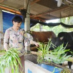 Bà Phạm Thị Đầm đang chăm sóc đàn bò