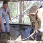 Ông Nguyễn Văn Trường đang chăm sóc 2 con bò của gia đình được mua từ nguồn vốn vay