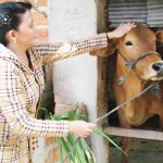 Vốn ưu đãi đã giúp gia đình chị Lê Thị Phương đầu tư vào chăn nuôi vươn lên thoát nghèo