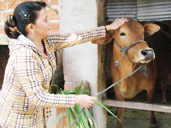 Vốn ưu đãi đã giúp gia đình chị Lê Thị Phương đầu tư vào chăn nuôi vươn lên thoát nghèo