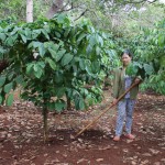 Chị Đinh Thị Chiều chăm sóc vườn cà phê