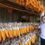 Nông dân xã Hà Hiệu đang hướng tới sản xuất ngô hàng hóa