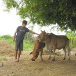 Anh Nguyễn Văn Linh chăm sóc đàn bò đầu tư từ vốn ưu đãi