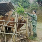 Từ vốn vay hộ cận nghèo, gia đình anh chị Bùi Thị Yên đầu tư chăn nuôi bò từng bước thoát nghèo