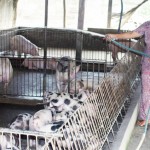 Nguồn vốn vay ưu đãi của NHCSXH giúp nhiều hộ nông dân tại thị xã Ngã Năm thoát nghèo từ mô hình chăn nuôi lợn