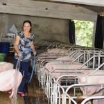Bà Trần Thị Phượng trở thành triệu phú chăn nuôi heo ở Quảng Nam