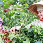 Hộ đồng bào DTTS ở huyện Mai Sơn vay vốn trồng cây cà phê